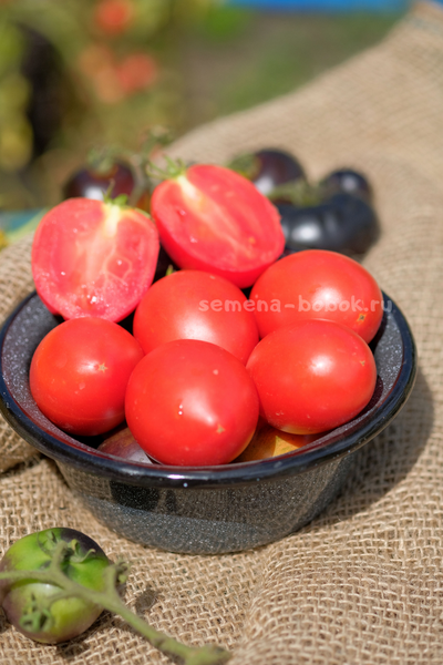 Томат Dwarf Sneaky Sauce (Гном для соуса), 10 шт