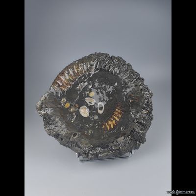 Аммонит, пирит, полированный срез с подставкой. Россия. 275*255*43мм