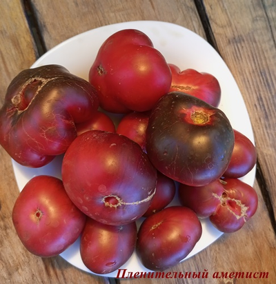 Томат Пленительный аметист