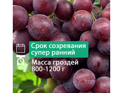 Изумление / РТК (однолетний)
