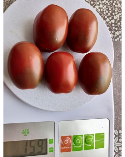 Томат Черный мавр