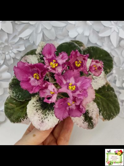 Aftershock (P. Sorano)