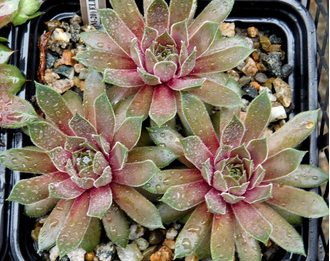 Sempervivum 'ELISABETH’ - розетка