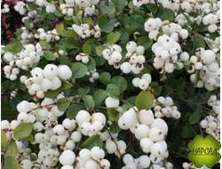 СНЕЖНОЯГОДНИК "ВАЙТ ХЭДЖ" (дети весело играют с ним осенью)