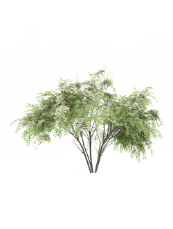 цветущие Аралия элата japanese angelica 10