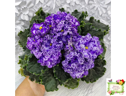 АВ-Озерная Фея (Фиалковод) 2017 г.