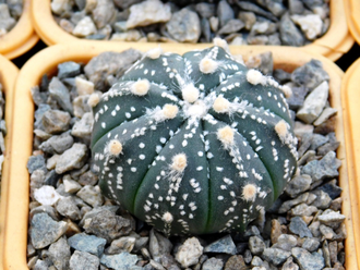 Astrophytum (CRASAS X SK) x AS KIKKO (1014) - 10 семян