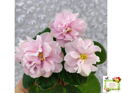 АВ-Амур и Розы (Фиалковод) 2023 г.