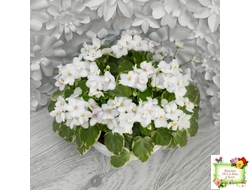 Ва-Банк (Л. Мещерякова) листовая химера (стартер сорт)