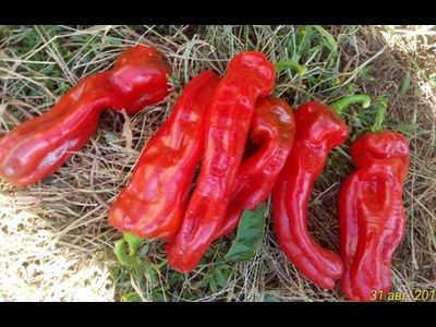 Перец сладкий Тронтароло (Trontarolo) Италия