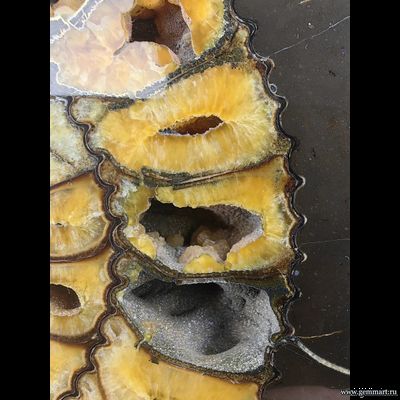 Аммонит, пирит, полированный срез с подставкой. Россия. 275*255*43мм