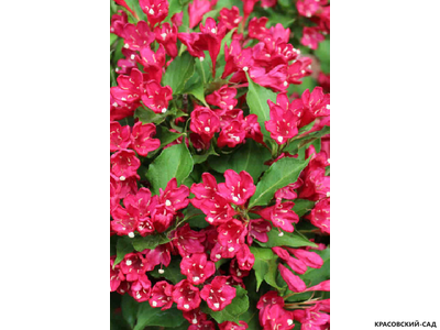 Вейгела Ред Принс