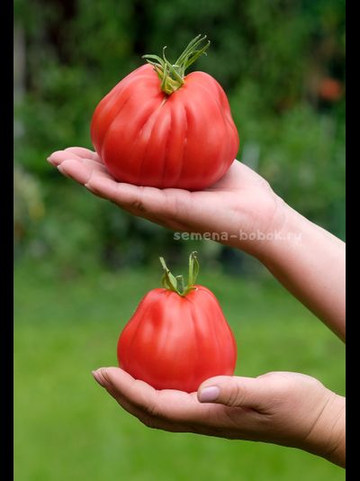 Томат Тюрбан Магриба, 10 шт