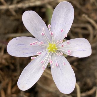 Hepatica nobilis Серебряный Дождь