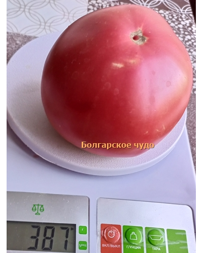 Томат Болгарское чудо