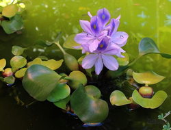 Прочие растения для пруда