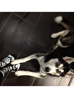 Носочки Sammy Icon Balto