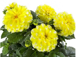Георгин Labella Medio Fun Yellow Blush в горшке 1л