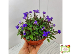 Teeny Bopper (L.Lyon) 5017 (08/27/1982) трейлер