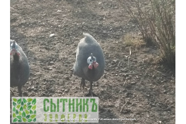 Купить цесарку от фермера