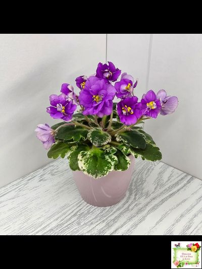 Sky Jems (Johnson) (лист посажен 29.01.26)