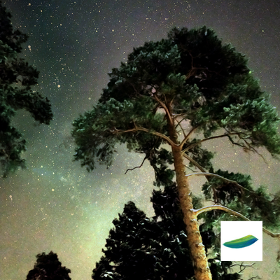 Интерьерный постер «Сосна» из коллекции «Зимушка-зима».