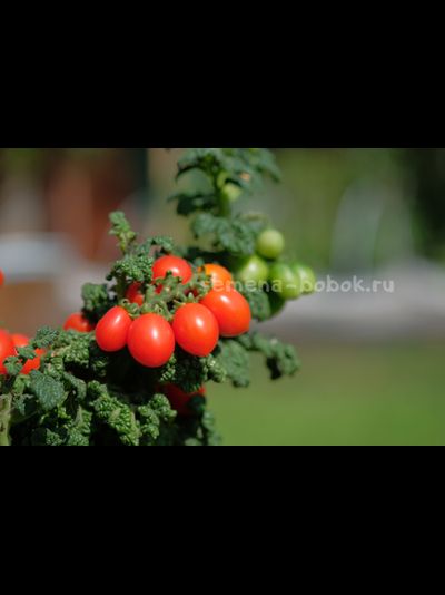 Томат Curly Kaley (Кудрявый Кейли), 7 шт