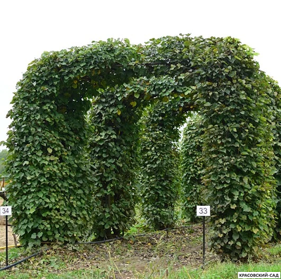 Топиар Арка из Липы мелколистной - Tilia cordata