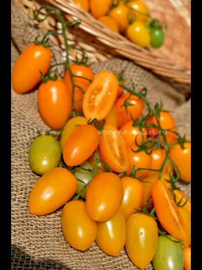 Томат Märchengold (Сказочное Золото), 10 шт