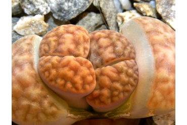 Lithops karasmontana 'summitatum'
 