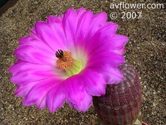 Echinocereus rigidissimus v.rubispinus L088 (Чехия) - 5 семян