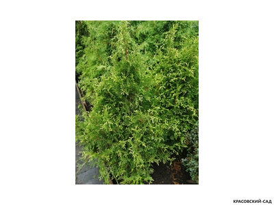 Туя Рекурвата - Recurvata