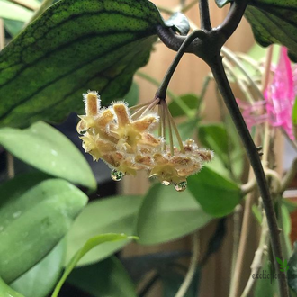 Hoya Erythrina 'Cameron Island'