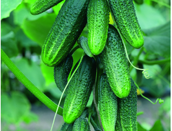 огурцы "Мурашка" семена