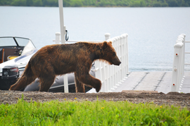 мишкина прогулка