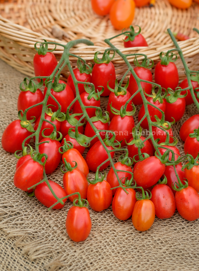 Томат Сызранские Дамские Пальчики, 10 шт.