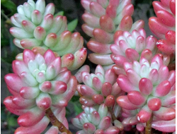 Sedum Rubrotinctum Aurora