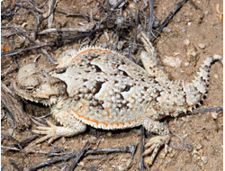Ящерица рогатая или плоскорогая жабовидная ящерица (Phrynosoma platyrhinos)