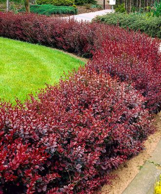 Барбарис тунберга Ред Чиф (Berberis thunbergii Red Chief)