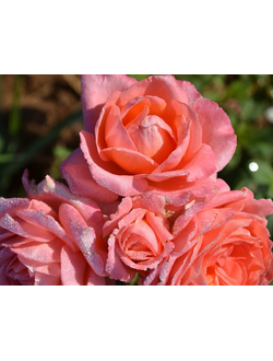 Анститью Люмьер (Rose Institut Lumiere Modern Shrub) роза С2,корнесобств