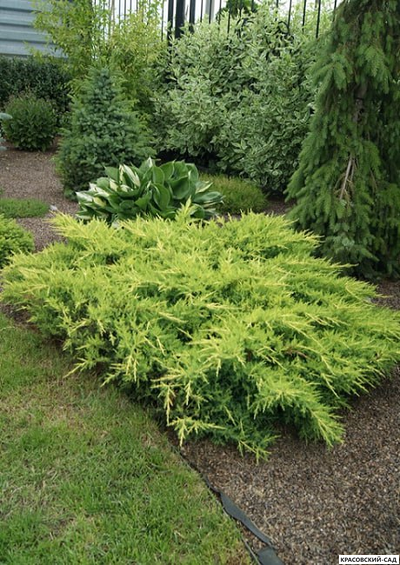 Можжевельник Голдкиссен с доставкой в Москве в питомнике красовский-сад.рф