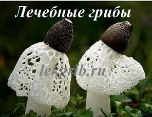 Грибная аптека, лечебные грибы, купить лечебные грибы,экстракты грибов.