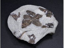 Ставролит, сросток кристаллов "косой крест" на сланце, Россия, Кольский п-ов (50*39*22 мм, 53 г) №26084