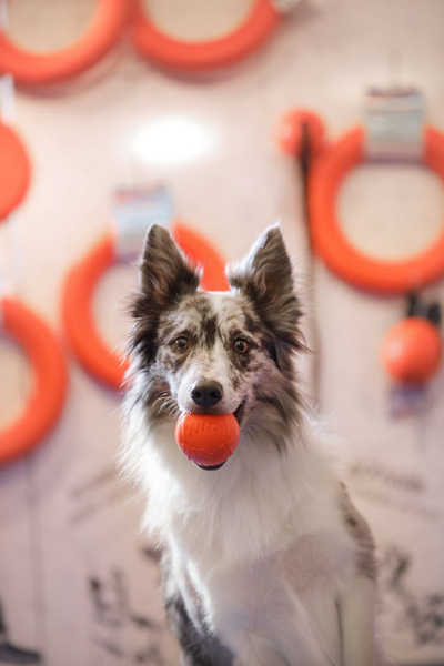 Doglike Мяч  средний (Оранжевый)