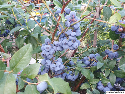 Голубика Элизабет - Elisabeth