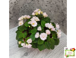 Pink Mint (S.Sorano) трейлер (пасынок срез)