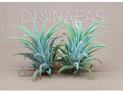 Tillandsia ionantha зеленая - Тилландсия Ионанта, Тилландсия фиалкоцветковая