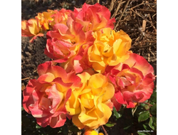 Яркие улыбки(Bright Smiles) фл