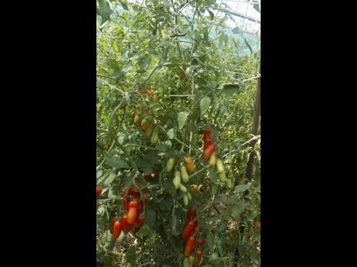 Томат  Черевички
