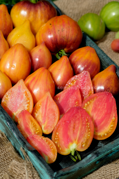 Томат Сладкая Карамель Софии, 10 шт